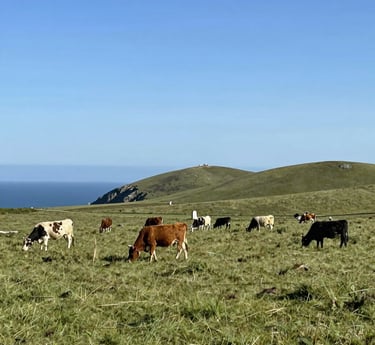 farmland by the coast with a few rolling hills and cows