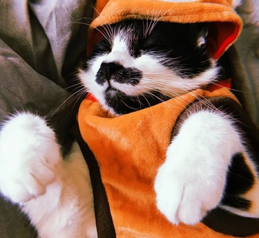 Gato con disfraz de ardilla personalizado