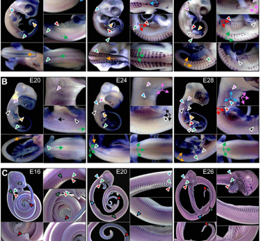 entwicklungsstadien eudibamus embrio