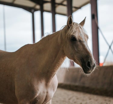cheval espagnol PRE dans un manege