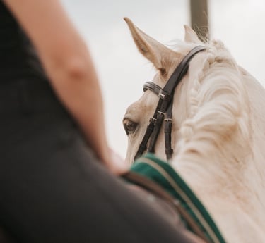 oeil d'un cheval vue de dos