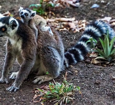 Jet to Madagascar to visit its wildlife safaris to meet the lemurs & other unique creatures