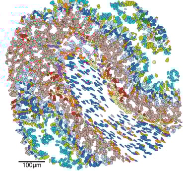 A coloured cell segmentation mask made using MuSpAn