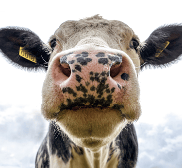 Close-up of a cow with ear markings in a pasture.