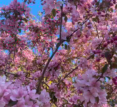 flowering pink crabapple on a sunny day in Edmonton