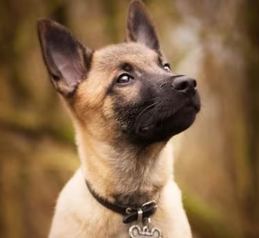 Ostéopathie canine, ostéopathie sur les chiens