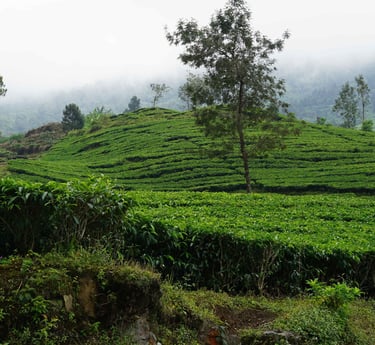 Assamese Tea Garden, Assam Tea, Tea, Buy Tea online