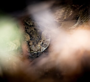 a close up of a snake. puff adder 