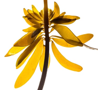 Alaria esculenta