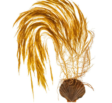 Austronereia australis