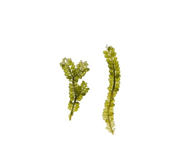 Caulerpa geminata