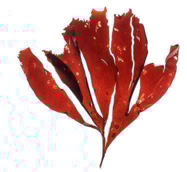 Dilsea carnosa