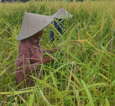 cueilleuses de riz Ubud Bali
