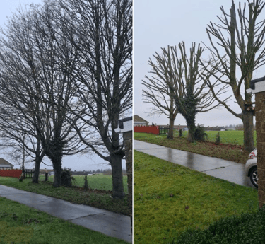 before and after tree surgery