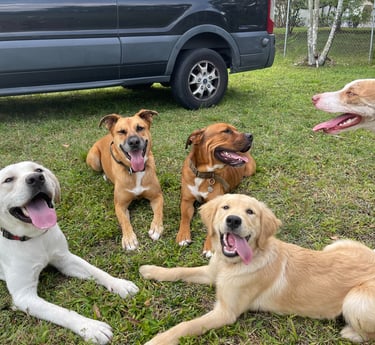 Happy dogs playing at BarkBnB dog daycare in Sacramento
