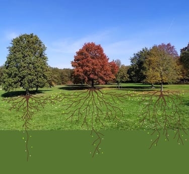 cette image montre les relations qui existent entre les êtres vivants et l'indispensable coopération nécessaire à la vie