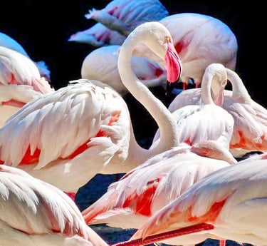 Grupo de flamencos en  Bioparc