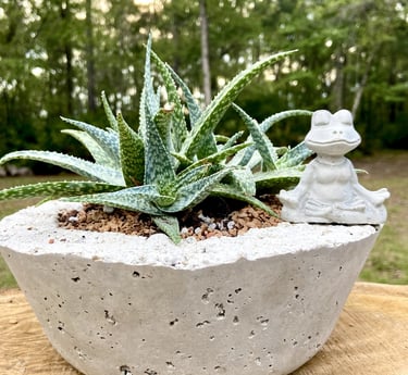 A green aloe succulent plant in a concrete pot with a small meditating frog statue.
