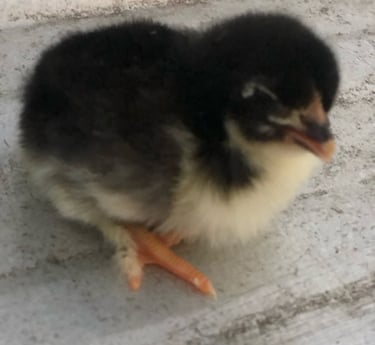 BLACK COPPER MARAN CHICK
