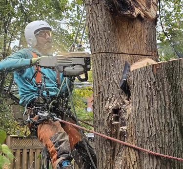 A professional arborist in safety gear uses a chainsaw to cut a large tree trunk while suspended by climbing ropes.