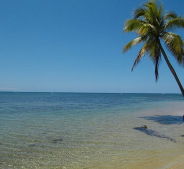 Leaning coconut palm overhanging the sea;Cocotero inclinado que se extiende sobre el mar