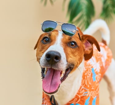 perro con camisa naranja y lentes de sol