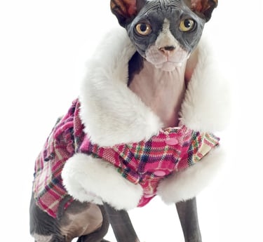 gato con ropa de invierno