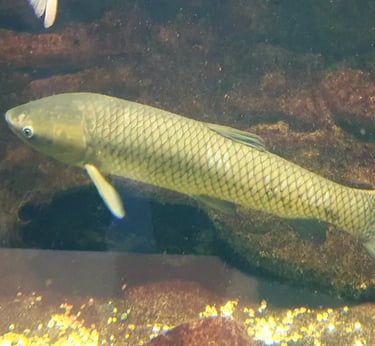 a fish farm solutions carp