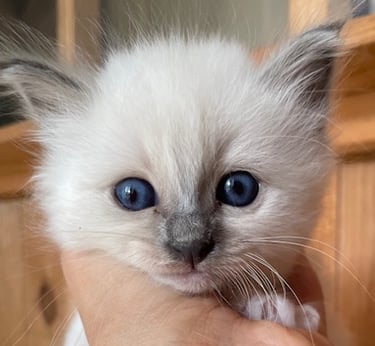 chaton sacré de Birmanie bleu point