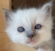 chaton sacré de birmanie bleue