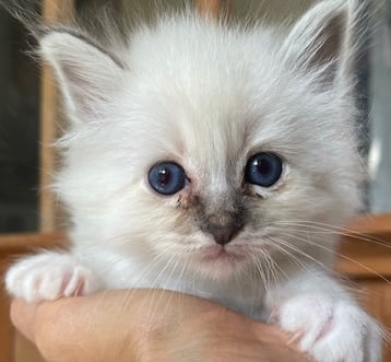 chaton sacré de birmanie bleue tabby