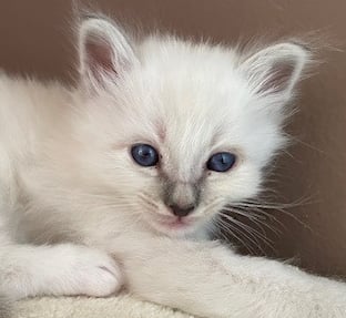 chaton sacré de birmanie bleu tabby
