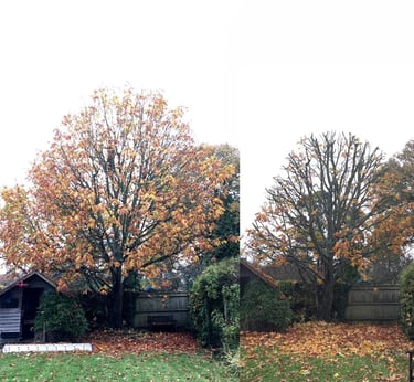 Before and after of crown reduction sharp hedges