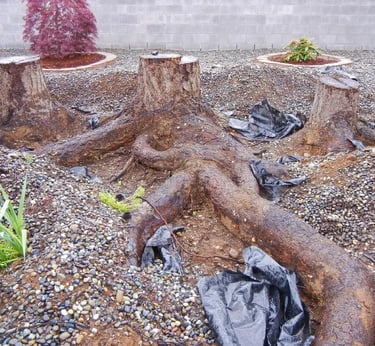 Large tree stumps and exposed roots before stump grinding in a gravel garden