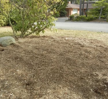 stumps and roots gone after picture