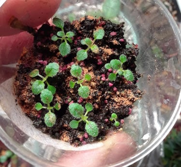 mini sinningia seedlings