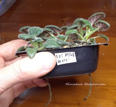 mini sinningia seedlings