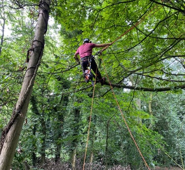 Aerial pruning