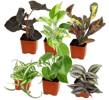 6 indoor plants of different varieties  in brown planters