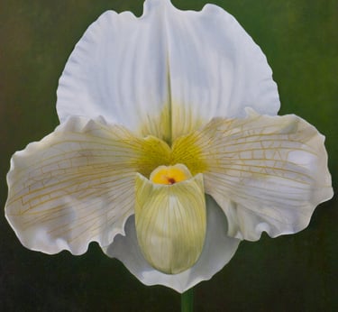 White Phaphiopedalum