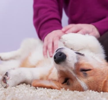 dog with a sensitive stomach