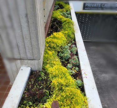 Creative Gardening Ideas Auckland Metrocare