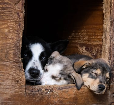 Préparation à l'arrivée d'un chiot au Pays Basque – Comme un Wouf