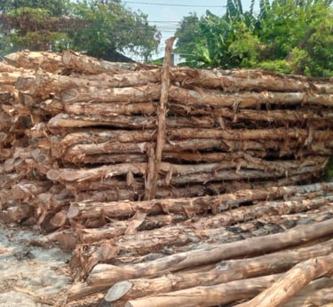 Kayu Dolken gelam