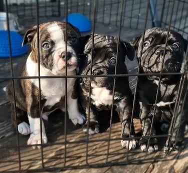cuccioli di staffy tigrato, nero e bianco. 2 maschi ed una femmina di staffy
