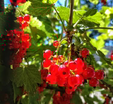 red currant