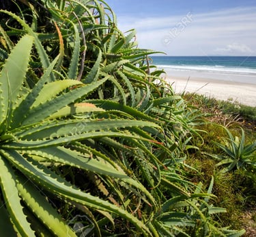 plante aloé Véra sauvage