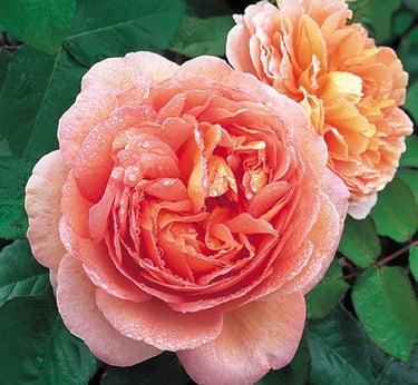 Vibrant peach English roses with water droplets on petals and green leaves in a garden.