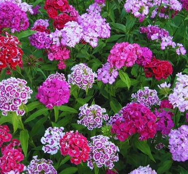 A garden bed filled with colorful Sweet William flowers in shades of pink, red, and purple.