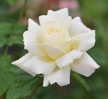 A blooming white rose flower with fresh morning dew drops on its petals in a garden.